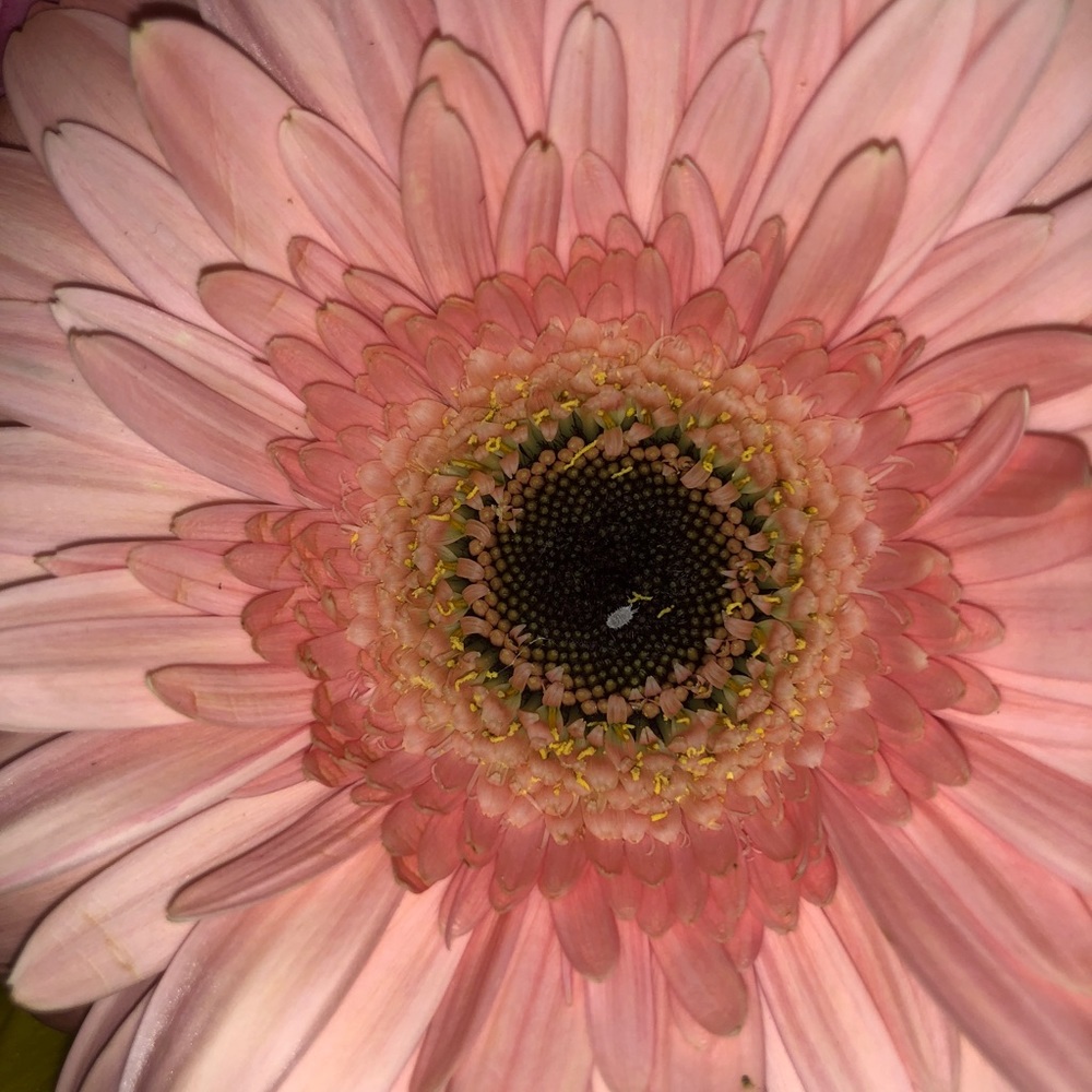 Some color to remind you spring will come